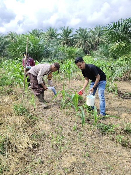 Polsek Kemuning Dan Masyarakat Limau Manis Gotong Royong Kawal Swasembada Pangan