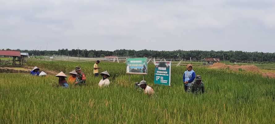Dukung Ketahanan Pangan, Anggota Babinsa 03/Tpl Antusias Bantu Petani Panen Padi