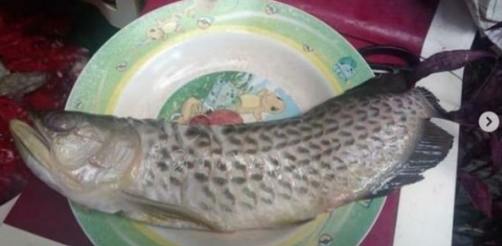 Cerita Bayu yang hanya Bisa Mewek Saat Ikan Arwana Seharga Rp 2 Juta Miliknya Digoreng Sang Ayah Cerita Bayu yang hanya Bisa Mewek Saat Ikan Arwana Seharga Rp 2 Juta Miliknya Digoreng Sang Ayah