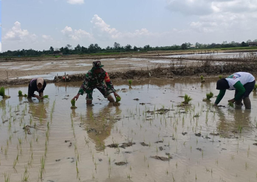 Rutinitas Babinsa 03/Tpl Turun ke Sawah Tanam Padi, Kawal sampai Panen