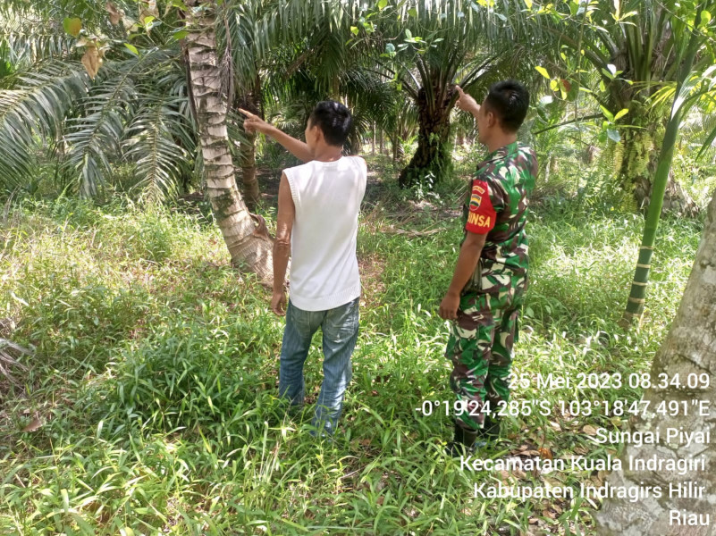 Babinsa Koramil 04/Kuindra Jaga Hutan dan Lahan Melalui Patroli Rutin dan Sosialisasi