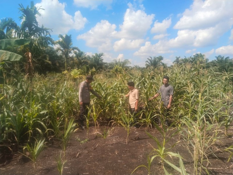 Polsek GAS Perkuat Sinergi dengan Petani Jagung Rambaian Demi Ketahanan Pangan