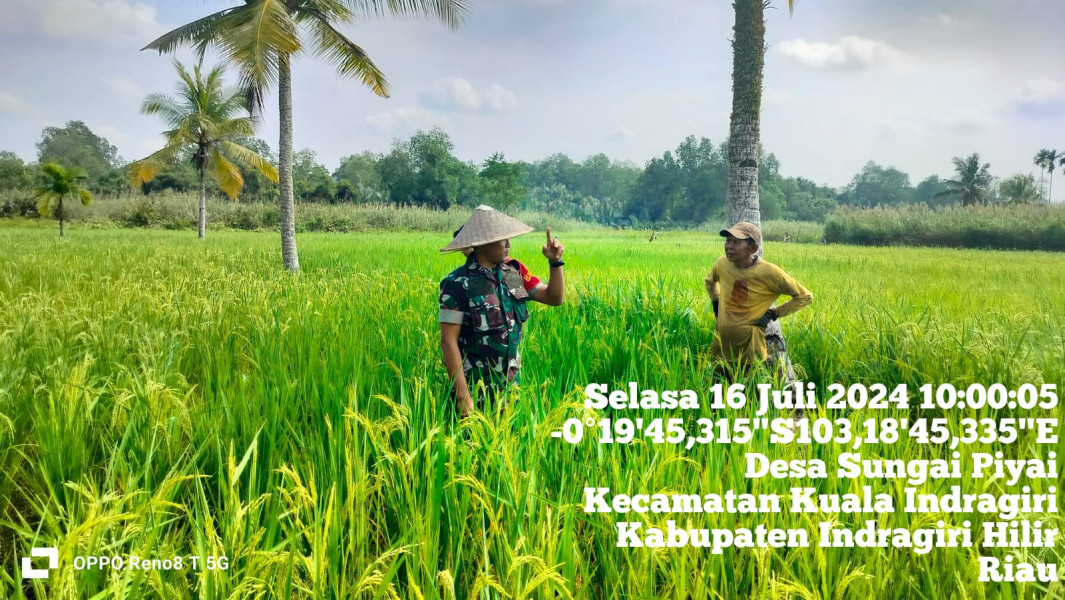 Babinsa Koramil 04/Kuindra Kunjungi Hanpangan Masyarakat di Persawahan