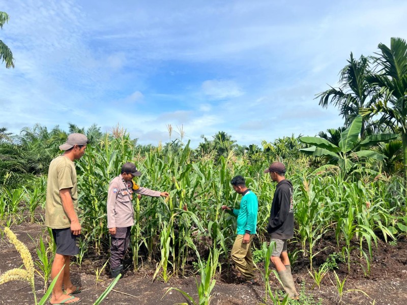 Polisi dan Masyarakat Bersatu di Gaung Anak Serka, Jagung Belum Panen, Tapi Semangat Petani Sudah Berbuah