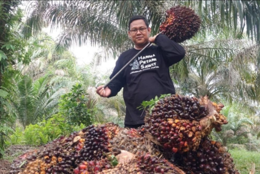 Harga Kelapa Sawit Mitra Swadaya Minggu Ini Rp2.828 per Kg