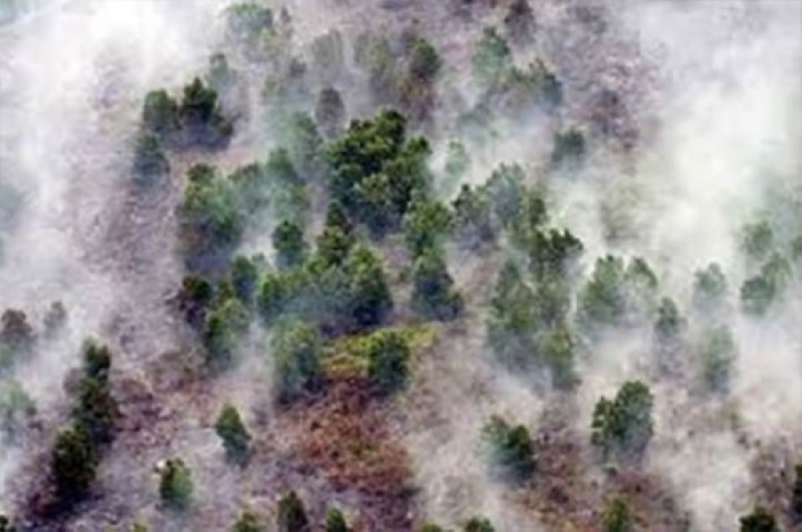 Akibat Kebakaran Lahan dan Hutan Mulai Ancam Riau, Kabut Asap Terpantau di Dumai