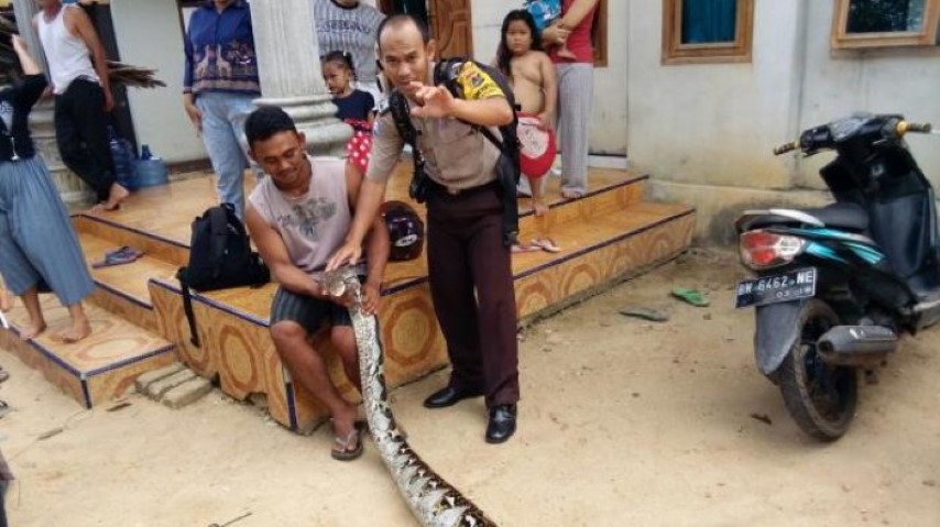 Setelah Ditangkap, Ular Piton Sepanjang 5,3 Meter Terlihat lemas Setelah Ditangkap, Ular Piton Sepanjang 5,3 Meter Terlihat lemas