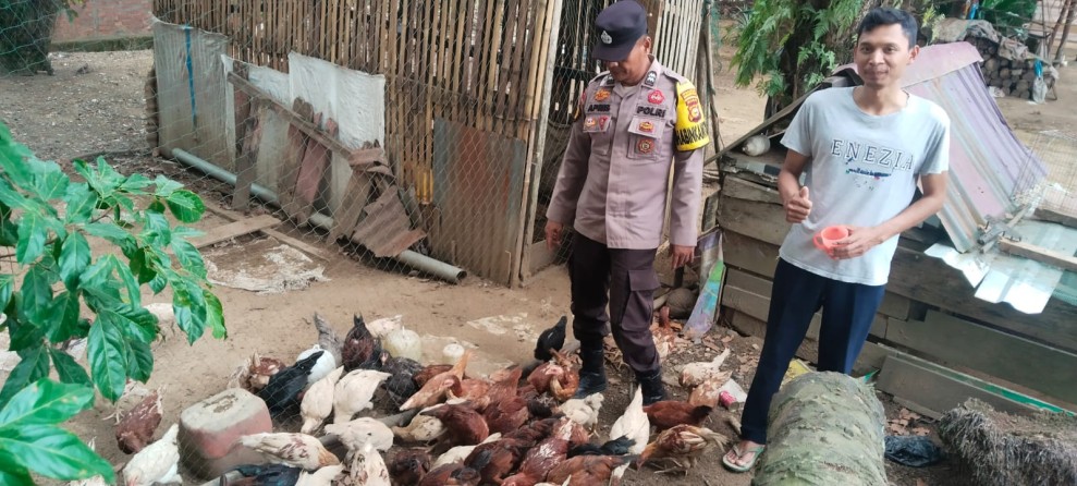 Polsek Kemuning Dukung Ternak Ayam Rumahan, Kompol Simanungkalit: Lahan Pekarangan Harus Produktif