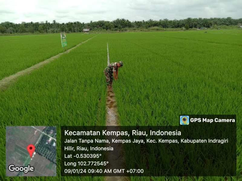 Pastikan Tanaman Padi Tumbuh Subur, Babinsa Koramil 03/Tpl Bersama Petani  Turun Ke Tengah Sawah