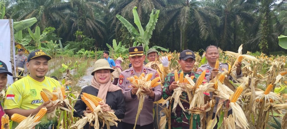 Polsek Bersama Forkopimcam Kemuning serta Desa Keritang Dukung Panen Jagung untuk Ketahanan Pangan Nasional