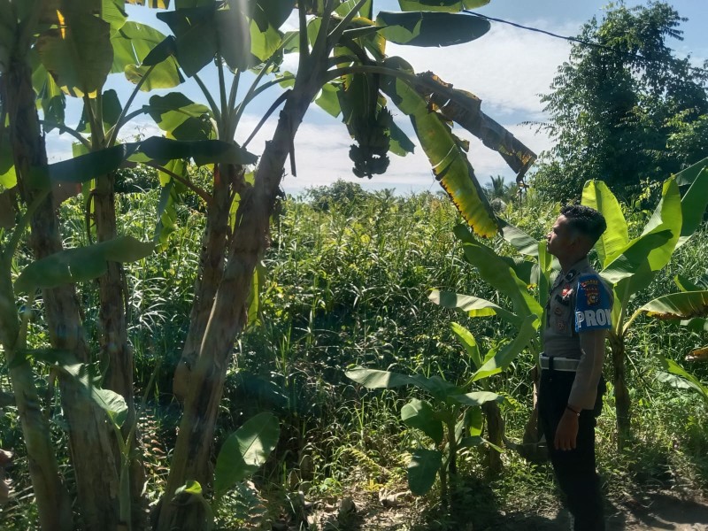 Personil Polsek Gaung Sambangi Kebun Pisang Milik Warga Dukung Ketahanan Pangan Nasional