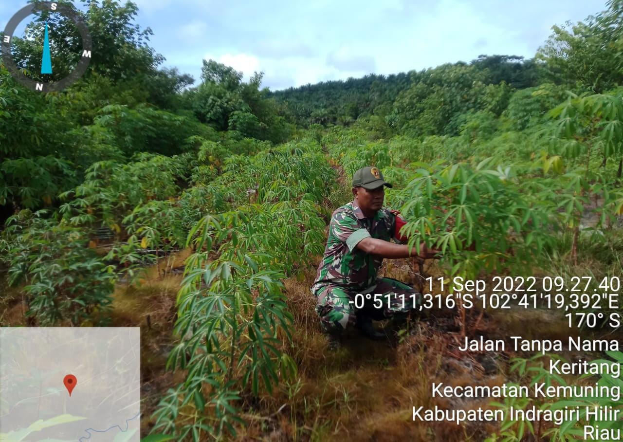 Ketahnan Pangan Demi Pertumbuhan dan Perkembangan Gulma Oleh Babinsa Koramil 09/Kemuning
