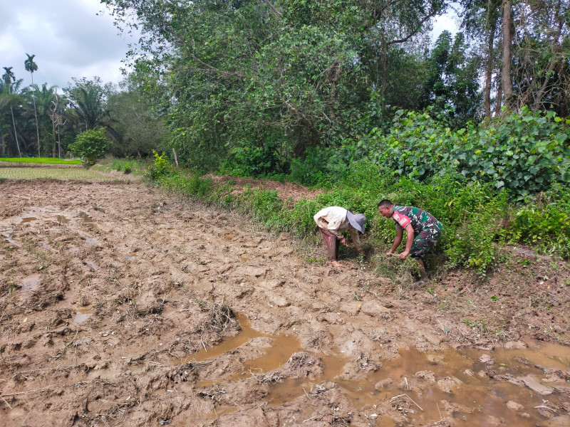 Babinsa 03/Tpl Serda Denny Bantu Petani Bersihkan Lahan Sawah