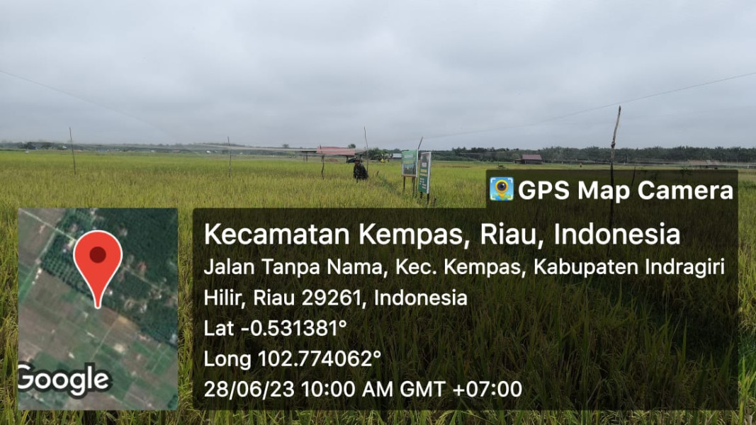 Rutinitas Babinsa Ramil 03/Tpl Lakukan Pemantauan Padi Di Lahan Demplot Kodim 0314/Inhil