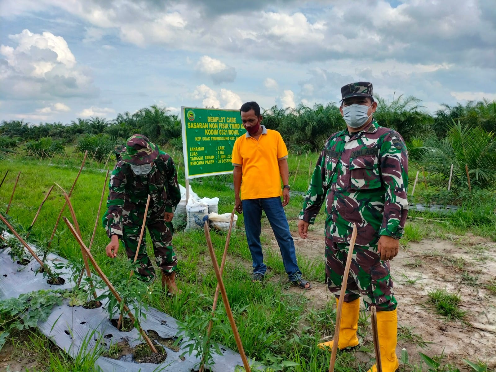 Kasdim 0321/Rohil Tinjau Demplot Cabai Program TMMD ke-111