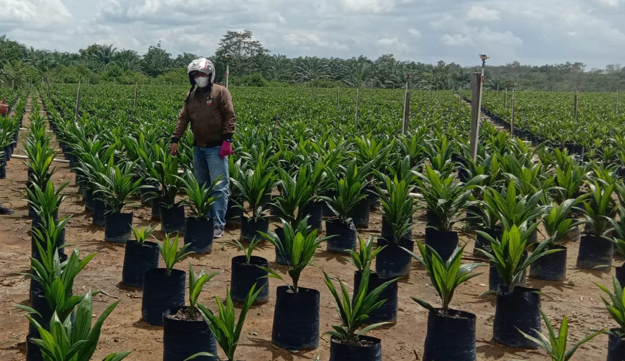 KUD F9 Lakukan Peninjauan, PPKS Medan Sebut Bibit Sawit Tersedia dan Siap Salur