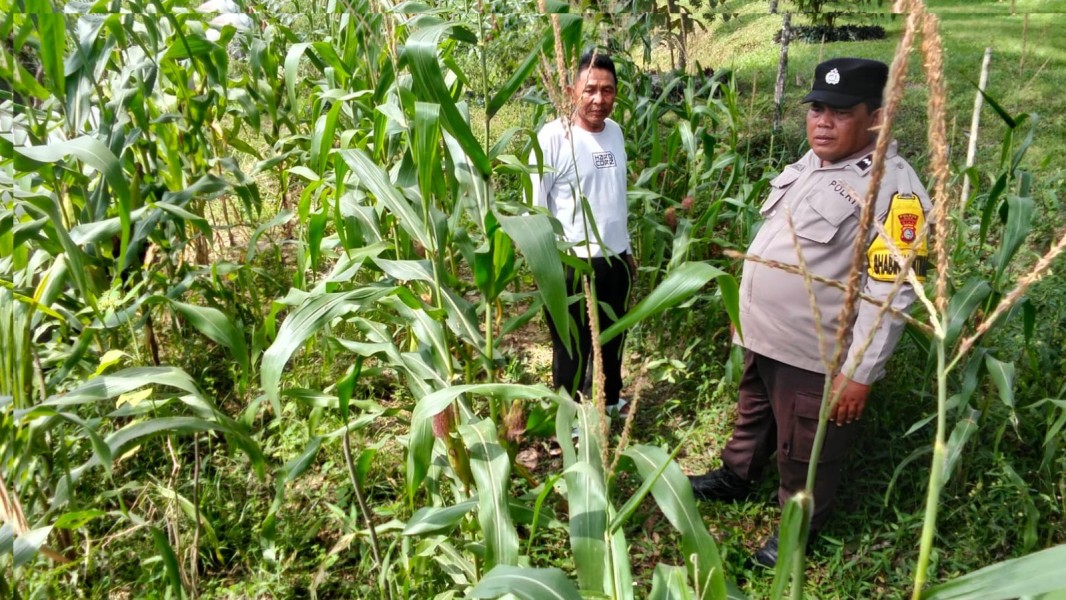 Bhabinkamtibmas Polsek Siak Cek Tanaman Jagung Warga dan Ajak Dukung Ketahanan Pangan