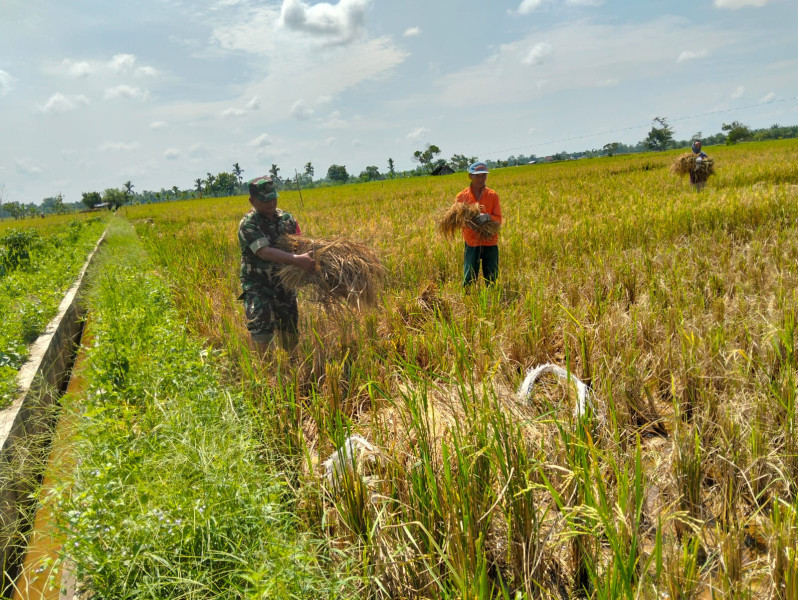 Penuh Semangat, Babinsa Koramil 03/Tpl Bantu Petani Panen Padi