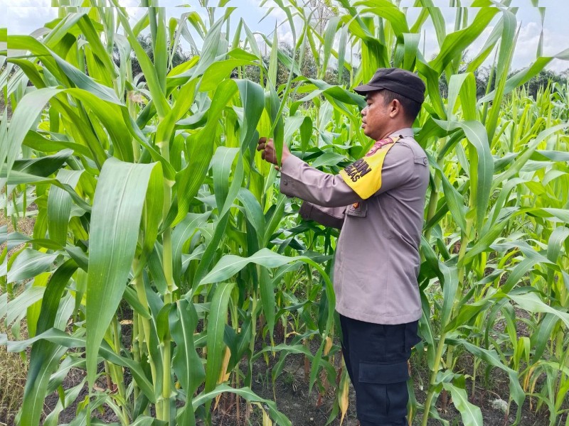 Dukung Ketahanan Pangan, Polsek Koto Gasib Melakukan Monitoring Jagung Pipil