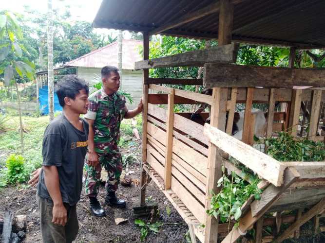Terkait Wabah PMK, Babinsa Koramil 05/Peranap Pantau Dan Cek Kesehatan Ternak Milik Warga di Desa Serai Wangi