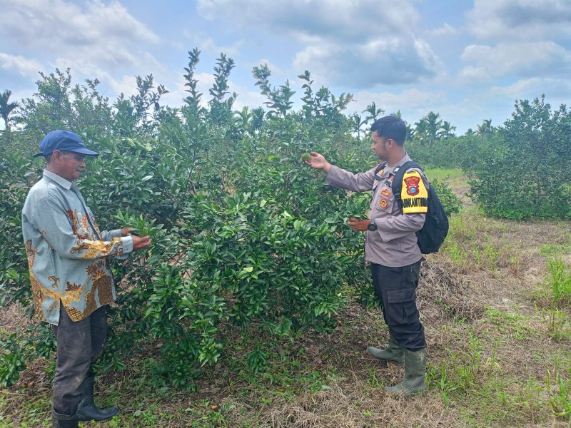 Briptu Pirima Turun ke Kebun Jeruk Kuala Gaung, Tingkatkan Produktivitas Warga Jadi Prioritas