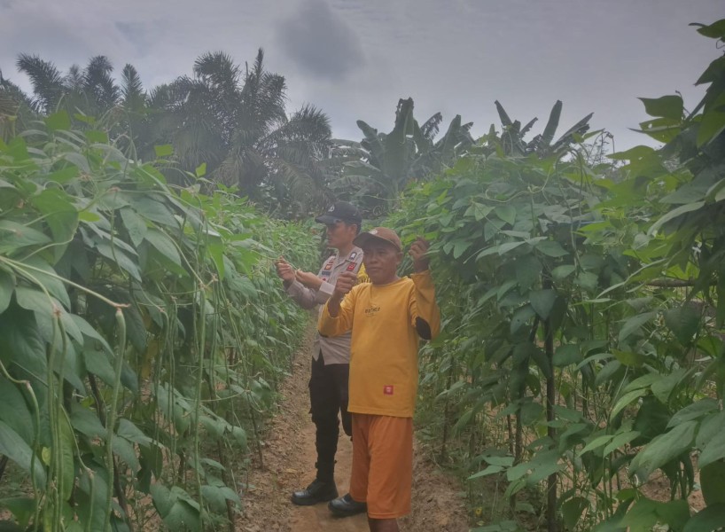 Bertani Kacang Panjang Tambah Penghasilan, Bhabinkamtibmas Beri Dukungan dan Motivasi