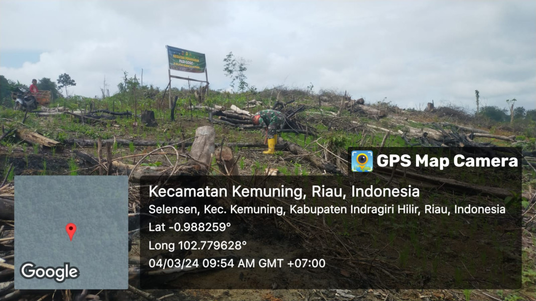 Penanaman Padi Bersama Kelompok Tani Didampingi Oleh Babinsa Koramil 09/Kemuning