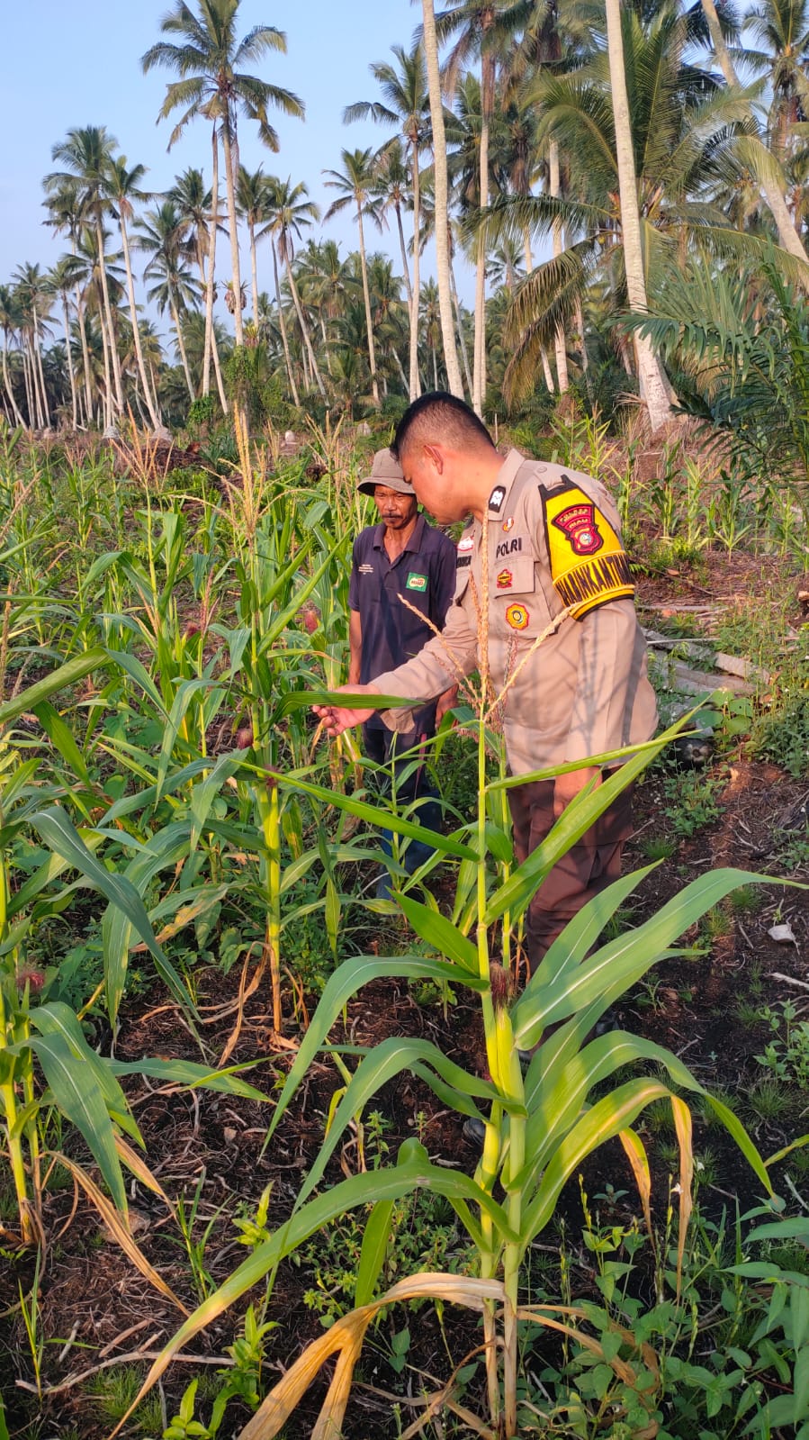 Bhabinkamtibmas Lintas Utara Pantau Jagung Ketahanan Pangan, Kapolsek: Kita Kawal Sampai Panen