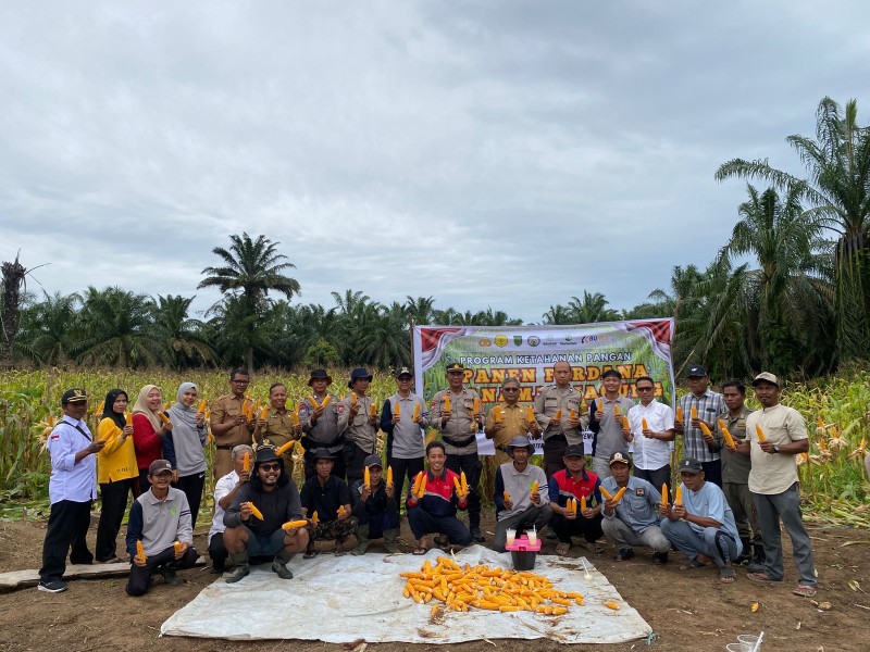 Panen Perdana Jagung di Desa Kemuning Tua, Meningkatkan Produksi Pangan dan Mendukung Ketahanan Pangan