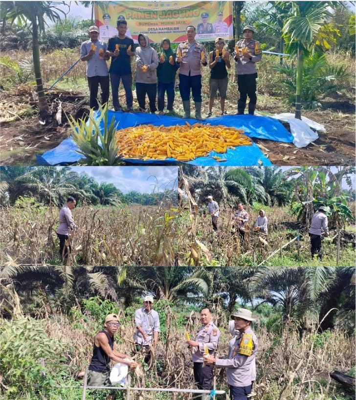 Koptan Desa Rambaian Berhasil Meningkatkan Hasil Pertanian, Polsek Gas Komitmen Dukung Program Ketahanan Pangan