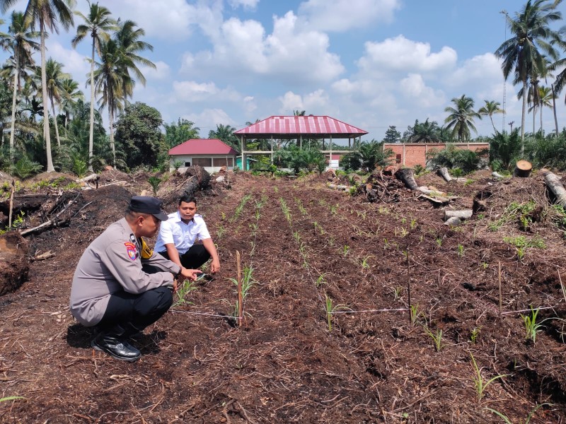Dukung Program Asta Cita, Bhabinkamtibmas Polsek Keritang Pantau Progres Lahan Jagung di Desa Lintas Utara