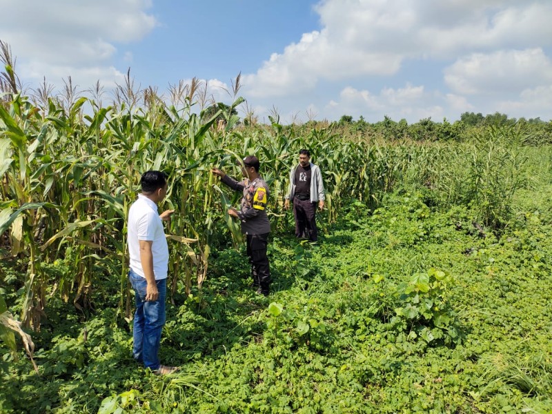 Asta Cita Ketahanan Pangan, Polsek Batang Tuaka Ajak Warga Optimalkan Lahan Jagung