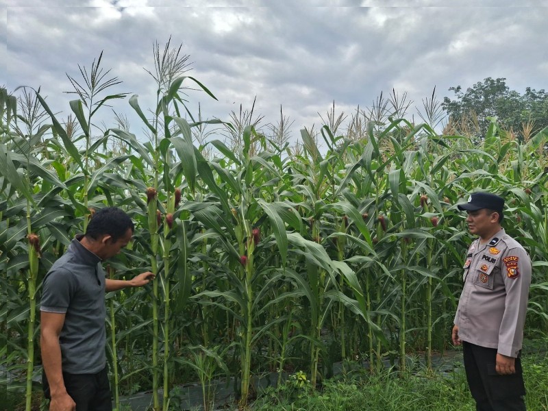 Panit 2 Binmas Polsek Siak Sambangi Petani Jagung, Berikan Motivasi Dukung Ketahanan Pangan Nasional