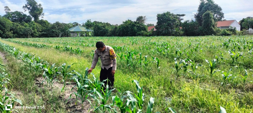 Dukung Program Ketahanan Pangan Nasional, Bhabinkamtibmas Polsek Siak Laksanakan Monitoring di Kabun Jagung Milik Warga Binaanny