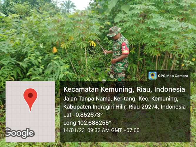 Pantau Perkembangan Gulma Oleh Koramil 09/Kemuning