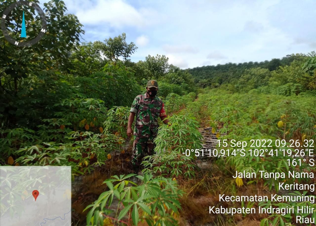 Penyiapan Rumput dan Pembersihan Gulma Rutin Dilakukan Bersama Koramil 09/Kemuning