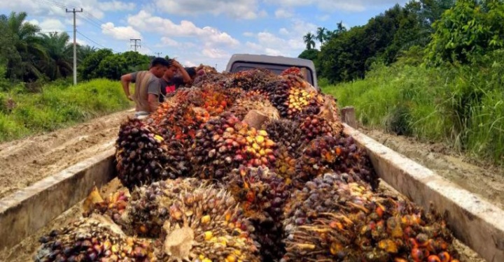 Harga TBS Sawit di Riau Sepekan ke Depan Naik Lagi, Ini Daftar Lengkapnya