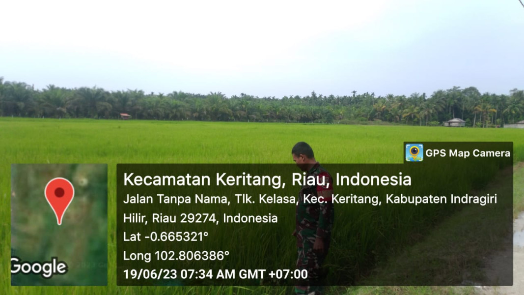 Pemantauan Lahan Padi Oleh Babinsa Koramil 09/Kemuning Guna Lakukan Penyemprotan Secara Berkala