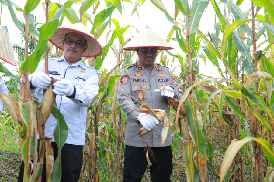 Polres Inhil Laksanakan Panen Raya Jagung Serentak Tahap 1