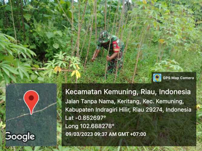 Giat Pembersihan Lahan Kebun Bersama Koramil 09/Kemuning