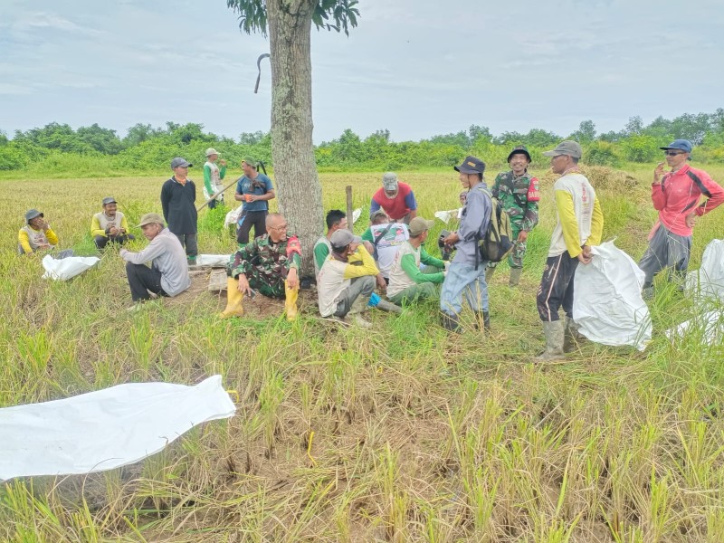 Panen Padi di Desa Harapan Jaya: Babinsa Koramil 03/Tpl Dampingi Petani Wujudkan Swasembada Pangan