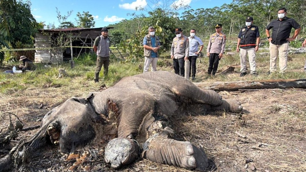 Satu Lagi, Ditemukan Gajah Liar Mati