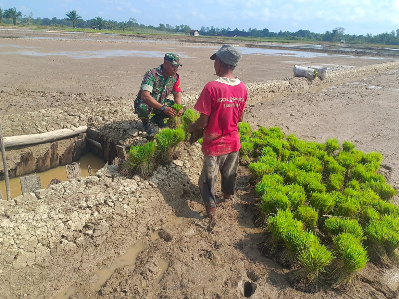 Semangat Babinsa Koramil 03/Tpl Bantu Petani Cabut Benih Padi