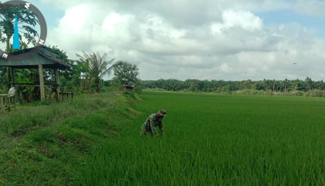 Sukseskan Pertanian, Babinsa 03/Tpl Rutin Pantau Tanaman Padi Warga