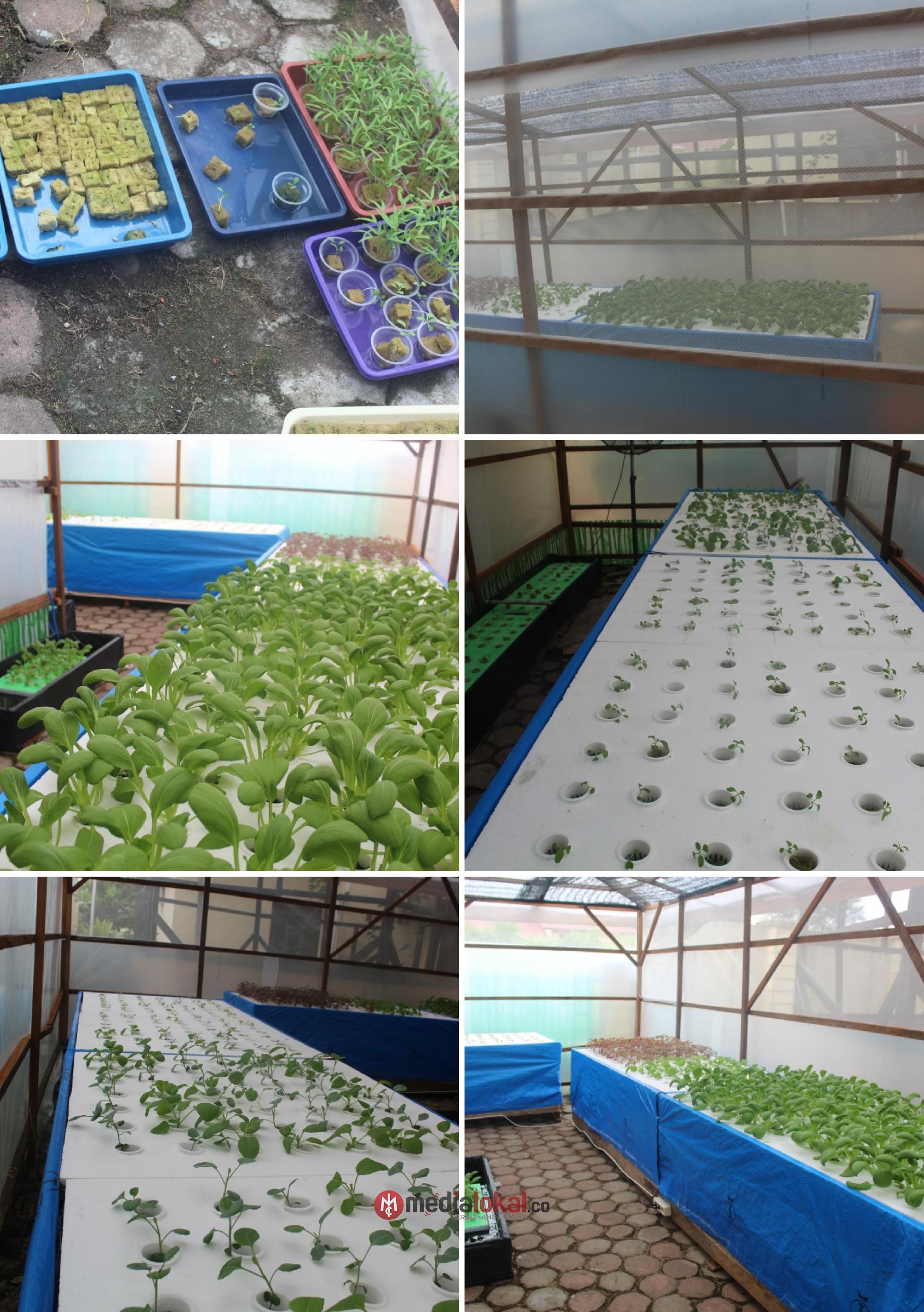 Manfaatkan Lahan dan Tunjang Ketahanan Pangan, Kodim 0314/Inhil Galakkan Budidaya Tanaman Hidroponik