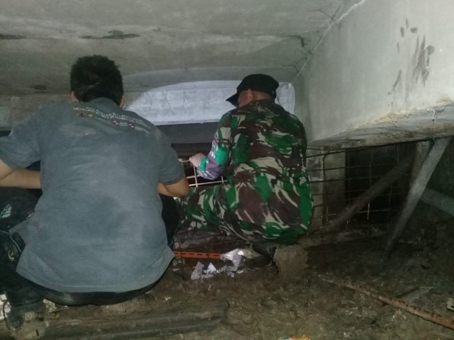 Sudah Dibius, Harimau yang Terjebak di Lorong Ruko di Inhil Belum Berhasil Dievakuasi