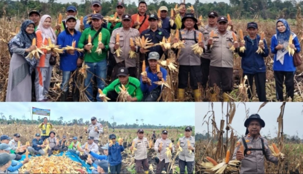 Polsek Gaung Lakukan Panen Raya Jagung Serentak, Dukung Program Ketahanan Pangan