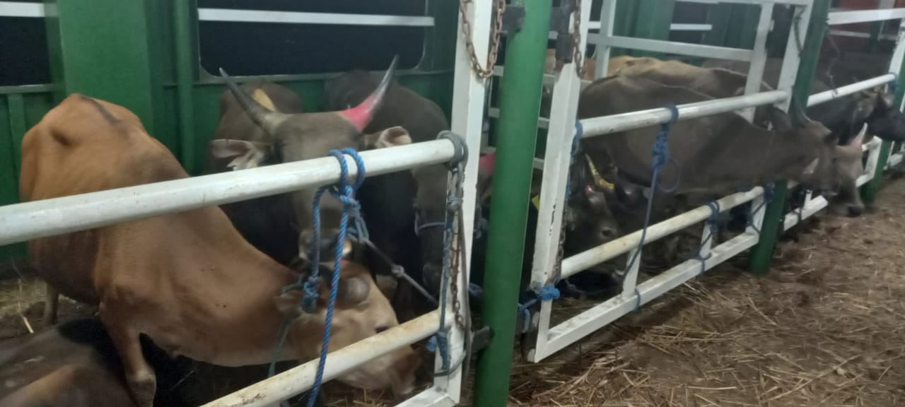 550 Ekor Sapi NTT Pesanan Seknas BUMP Diangkut Kapal Motor Camara