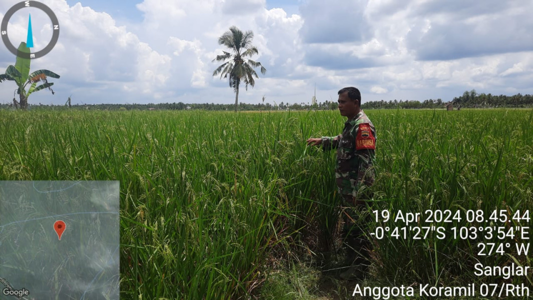 Babinsa Koramil 07/Reteh Lakukan Pengecekan Hanpangan di Sawah Petani