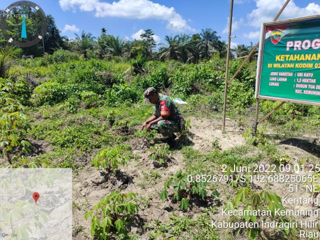 Kegiatan Penanaman Ketahanan Pangan Oleh Serka M. Ridwan di Wilayah Koramil